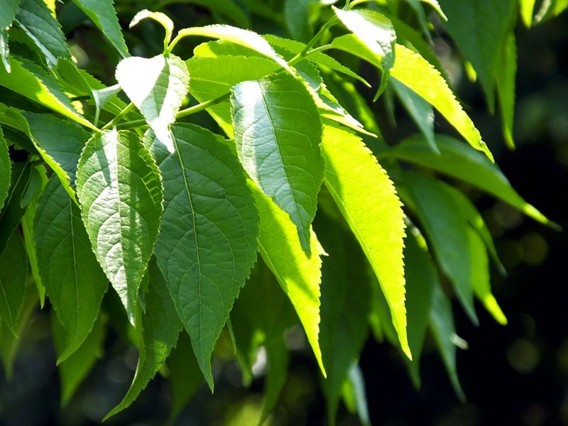 32 Puntos de control de calidad del extracto de eucommia: cómo protegemos cada gota de esencia natural