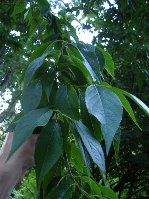 Selección científica del tiempo de recolección para Eucommia Ulmoides: explicación detallada de las diferencias en la composición entre las hojas de primavera y otoño