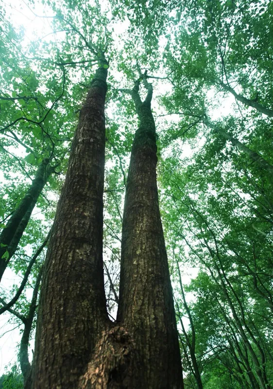 Tecnología de extracción de CO2 supercrítico: la revolución verde de la extracción de eucommia