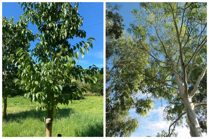 Avance tecnológico de diez años en el cultivo orgánico de Eucommia ulmoides con cero pesticidas químicos
